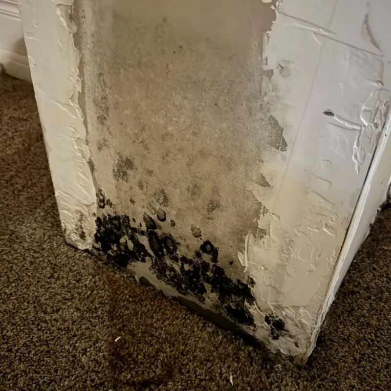 Professional Mold Removal in Norton, OH